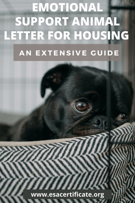 An ESA letter will offer a lot of benefits to the owner of an emotional support animal, which are as follows: 1. It allows the animal to live in the buildings even if they prohibit pets. 2. It makes the ESA owner free from any sort of pet fees and deposits. 3. It prevents a landlord from objecting an ESA, especially because of factors such as its weight or breed Esa Letter, Meds For Dogs, Dog Training Books, Dog Remedies, Free Puppies, Animal Behaviorist, Emotional Support Animal, Animal Letters, Puppy Training Tips