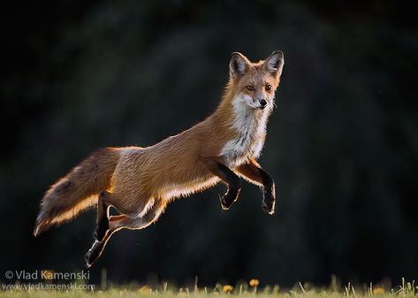 Fox Reference, Jumping Fox, Fox Running, Running Photos, Fox Drawing, Fox Pictures, Wildlife Artwork, Nature Watercolor, Fennec Fox