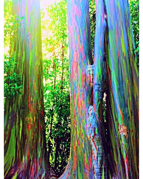 Rainbow Eucalyptus trees in Hana Maui. The phenomenon is caused by patches of bark peeling off at various times and the colors are indicators of age. #RainbowEucalyptusTree #Hana #Maui #Hawaii #HiddenGem #IslandGetaway Eucalyptus Deglupta, Rainbow Eucalyptus Tree, Rainbow Eucalyptus, Hana Maui, Socotra, Maui Travel, Road To Hana, Eucalyptus Tree, Maui Vacation