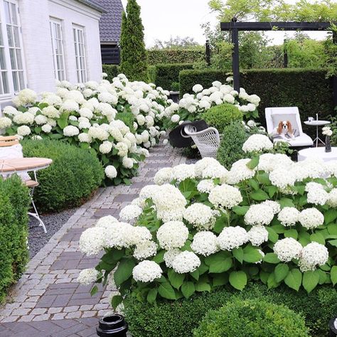 TRÄDGÅRDSINSPO 🌱 GARDENINSPO on Instagram: “Hortensia MAGI hos @gncgarden 🙌🌟 Denna sort heter hydrangea annabelle, lägg på minnet! . . .#trädgårdsinspo #plantering #rabatt…” Hydrangea Planting, Hortensia Annabelle, Hydrangea Annabelle, Annabelle Hydrangea, Perennial Garden Plans, European Modern, Planting Hydrangeas, Full Picture, Garden Plans