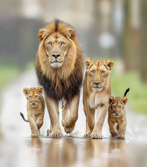 Wild Animal Wallpaper, Lion Family, Lion Photography, Lions Photos, Follow Me Instagram, Wild Animals Pictures, Lion Images, Lion Pictures, Majestic Animals