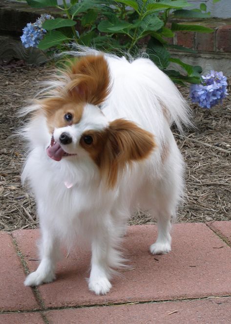 Papillon | GreatDogSite Papillon Dog Photography, Pappion Dog, Papillion Puppies, Papillon Dog Puppy, Papillon Puppies, Papillon Dogs, Papillon Puppy, Healthcare Plan, Papillon Dog