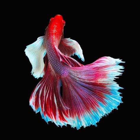 Body movement & flow - so serene. Siamese Fish, Betta Fish Tattoo, Beautiful Fishes, Betta Fish Types, Cr7 Wallpapers, Tropical Fish Aquarium, Pretty Fish, Beta Fish, Underwater Animals