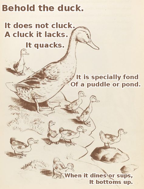 August poems of the month by Ogden Nash (just a splash) - Album on ... Robert Mccloskey, Make Way For Ducklings, Duck Illustration, Duck And Ducklings, Storybook Art, Animal Sketches, Arte Animal, Art And Illustration, Childrens Illustrations