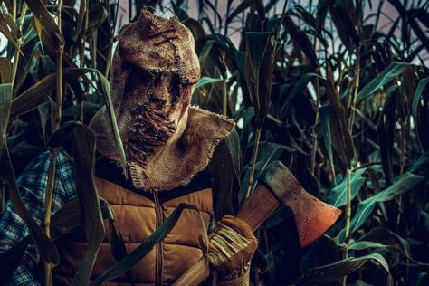 343 Spooky Cornfield Stock Photos, High-Res Pictures, and Images - Getty Images Spooky Cornfield, Scarecrow Pictures, Scarecrow Mask, Yellow Plaid Shirt, Scary Halloween Pumpkins, Teen Halloween, Pumpkin Illustration, Creepy Guy, Halloween Scarecrow