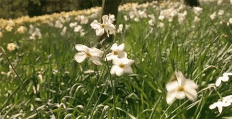 Sway GIF - Flowers Pretty Sway GIFs The Secret Garden 1993, Banner Gif, Anime Gifs, Nature Gif, Aesthetic Gif, The Grass, Character Aesthetic, Organic Gardening, Abba