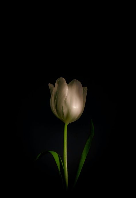 Close-Up Shot of a Blooming White Tulip on Black Background · Free Stock Photo Tulips Black Background, Flower Lockscreen, Photography Major, White Flower Wallpaper, Black And White Contrast, Cat Dark, Black Background Photography, Flower Lamp, Black Tulips