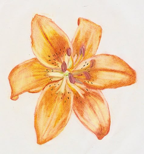 tiger lily tattoo Tiger Lily Tattoo, Lily Artwork, Tiger Lily Tattoos, Lily Tattoos, Lily Tattoo Design, Tiger Lilies, Gcse Art Sketchbook, Lily Tattoo, Butterfly Tattoos