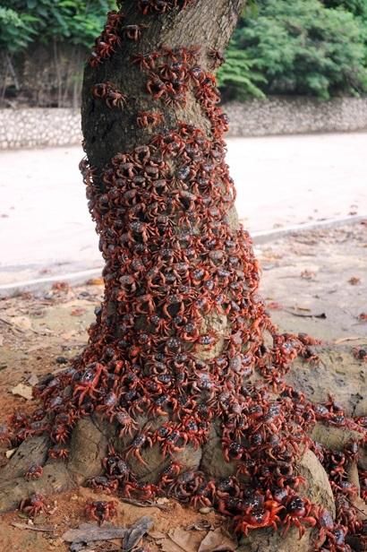 Ten Amazing Pictures of Large Animal Swarms on Trees Christmas Island Crabs, Red Crab, Christmas Island, Short Hair Balayage, Crustaceans, Hair Routines, Large Animals, Sea Creatures, Amazing Nature