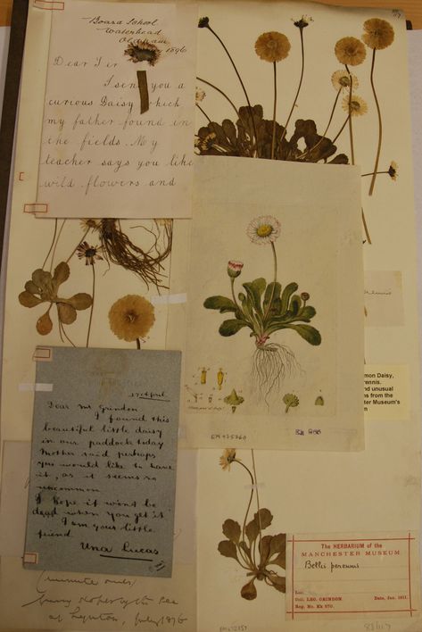 Victorian Science Aesthetic, Victorian Naturalist Aesthetic, Victorian Botanist Aesthetic, Tide Aesthetic, Science Academia, Victorian Naturalist, Naturalist Decor, Botany Books, Victorian Botanical