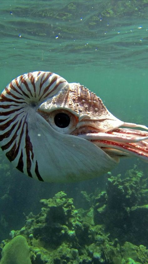 Sea Life Artwork, Chambered Nautilus, Albino Animals, Beautiful Sea Creatures, Ocean Creatures, Amazing Animals, Ocean Animals, In The Ocean, Sealife