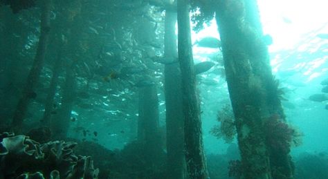 Underwater Ecosystem, Underwater Forest, Review Tips, Underwater Pictures, Underwater City, Weird Plants, Raja Ampat, Body Of Water, Fantasy Forest