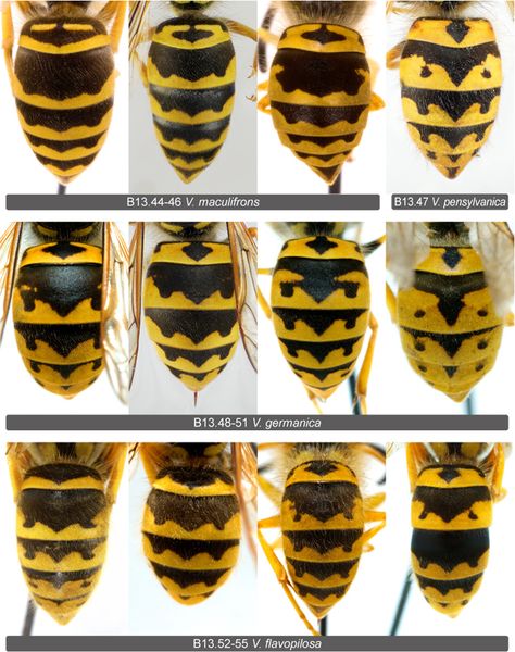 Vespula (n.a. wasp) id guide Wasp Anatomy, Fig Wasp, Hornets Logo, Insect Anatomy, Wasp Insect, Robot Animal, Bees And Wasps, Cool Bugs, Beautiful Bugs