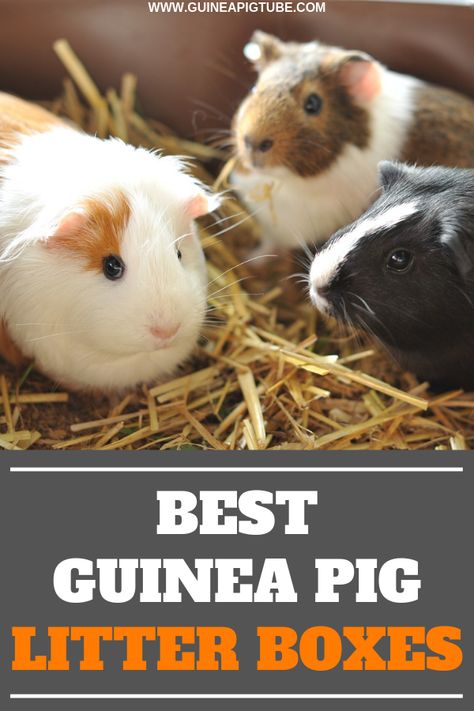 Do you know enough about guinea pigs and their toilet habits and how to train your guinea pig to use the litter box? Which guinea pig litter box to buy? Do not worry, we will help you with everything! All you have to do now is choose one out of five guinea pig litter boxes that will suit your guinea pig’s cage perfectly well. Read everything you need to know about litter boxes for guinea pigs and how you train them you use it. #guineapigaccessories #guineapigs #guineapigcare Guinea Pig Breeding, Guinea Pig Diy, Guinea Pig Food, Guinea Pig Accessories, Pig Food, Guinea Pig Bedding, Pet Guinea Pigs, Guinea Pig Toys, Guinea Pig Care