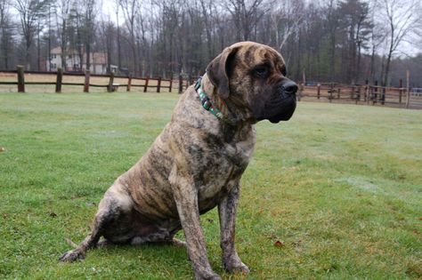 American mastiff sitting Mastador Dog, American Mastiff, British Mastiff, American Bull, Giant Dog Breeds, American Bulldogs, Presa Canario, Mastiff Puppies, Tibetan Mastiff