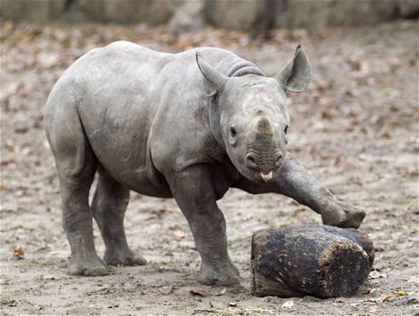 A black rhinoceros calf strikes a cheeky pose at Berlin Zoo Animal Extinction, Rhino Species, Baby Rhino, Chester Zoo, Animal Attack, Dangerous Animals, Zoo Animal, Team Work, Endangered Animals