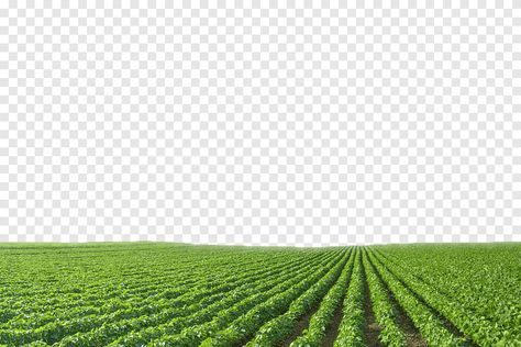 Agriculture Collage, Growing Soybeans, Agriculture Pictures, Agriculture Design, Agriculture Drone, Crop Field, Blue Landscape, Farm Land, Plants Growing