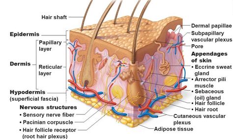 The hypodermis (subcutaneous tissue or superficial fascia) refers to the layer beneath the skin. This layer is predominantly composed of adipose tissue that functions in energy storage, thermal insulation, and protection by providing cushioning. Hypodermic injection refers to injections into this area which is favorable because of its high vascularization (nervous structures shown in the diagram). Liposuction removes adipose tissue from this layer. Skin Anatomy, Sensory Nerves, Integumentary System, Nerve Fiber, Subcutaneous Tissue, Sweat Gland, Skin Structure, Adipose Tissue, Healthy Natural Hair