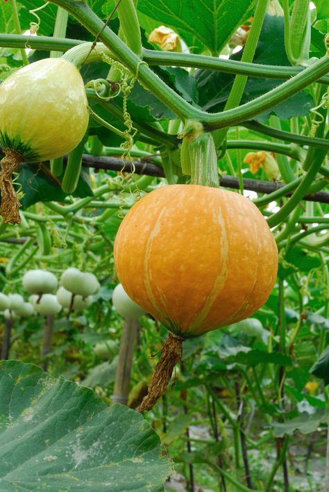 Grow Squash Vertically, Growing Melons, Grow Vertically, Bunny Farm, Tomato Support, List Of Vegetables, Garden Catalogs, Gardening Vegetables, Vertical Gardening