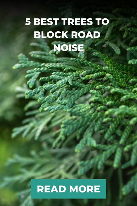 5 best trees to block road noise, read more. Best Trees To Block Road Noise, Natural Sound Barriers, Noise Barrier Landscaping, Noise Blocking Fence, Green Giant Tree, Backyard Steps, Grandma House, Thuja Green Giant, Fall Window Boxes