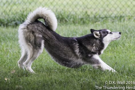 Typhoon demonstrates techniques of stretching before exercising. #dog #siberianhusky #husky Two Dogs Aesthetic, Dog Aesthetic Icon, Dog Aesthetic Drawing, Pet Aesthetic, Dogs Aesthetic, Aesthetic Dog, Husky Pics, Dog Aesthetic, Drawing Dog