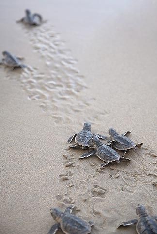 Baby turtles Turtle Hatching, Baby Sea Turtles, Turtle Love, Baby Turtles, Sea Turtles, Back To Nature, Amphibians, Oman, Sea Creatures