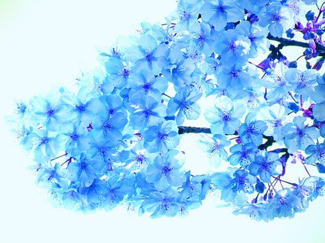 Blue cherry blossoms, via Flickr. Blue Sakura Cherry Blossoms, Blue Cherry Blossoms, Tattoo Cherry, Blue Orchid Flower, Cherry Blossom Drawing, Blue Sakura, Blue Roses Wallpaper, Flower Board, Cherry Blossom Wallpaper