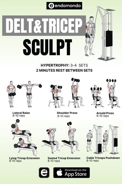 Define your upper body by focusing on delt and tricep sculpting exercises. This arm workout incorporates targeted movements to enhance shoulder and tricep strength, leading to well-toned arms. Tricep Workouts, Arnold Press, Tricep Extension, Lateral Raises, Toned Arms, Triceps Workout, Shoulder Press, Body Anatomy, Training Program