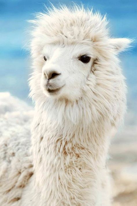 White Alpaca Lama Animal, Llama Pictures, Llama Face, Gorgeous Animals, Cute Alpaca, Llama Alpaca, Cute Llama, Fluffy Animals, Cute Creatures