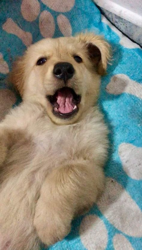 Cute Dogs Wallpaper Iphone, Besties Funny, Dog Wallpaper Iphone, Dog Snapchats, Golden Retriever Baby, Puppy Dog Pictures, Cutest Puppy Ever, Cute Dog Wallpaper