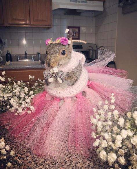 Squirrel Dress, Eastern Gray Squirrel, Pink Squirrel, Animal Dress Up, Squirrel Funny, Climb Trees, Cold Morning, Baby Squirrel, Animal Companions