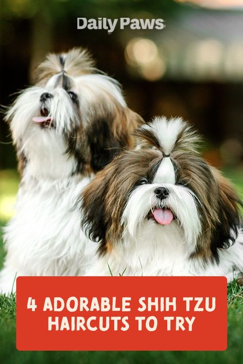 From the teddy bear cut to the lion cut, one of these haircuts will be perfect for your Shih Tzu. #petcare #pets #pethealth #healthypets #petnutrition #petdiet #kittenhealth #puppyhealth #petgrooming #doggrooming #shihtzu Shitzu Haircuts Boy Teddy Bears, Shihtzu Haircut Teddy Bears, Male Shih Tzu Grooming Styles, Teddy Bear Cut Shih Tzu, Shih Tzu Haircuts Short, Shih Tzu Haircuts Female, Shihtzu Haircut, Shih Tzu Teddy Bear Haircut, Shih Tzu Haircut