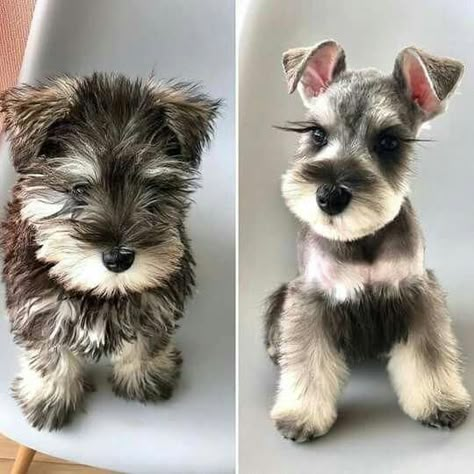 14 Fascinating Haircuts For Your Schnauzer Puppy Haircut, Schnauzer Grooming, Dog Grooming Styles, Schnauzer Mix, Mini Schnauzer Puppies, Schnauzer Puppies, Standard Schnauzer, Puppy Grooming, Miniature Schnauzer Puppies