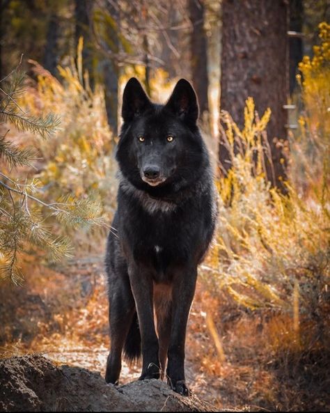 Black Dire Wolf, Black Wolf Photography, Dark Brown Wolf, Black Wolf Dog, Black Wolves, Wolf Clothing, Wolf Black, Werewolf Aesthetic, Wolf Husky