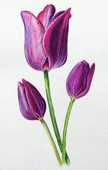 Flower Sketch Pencil, Tulip Artwork, Bird Painting Acrylic, Flower Print Pattern, Tulip Painting, Tulips Art, Watercolor Flowers Tutorial, Watercolor Lessons, Watercolor Flower Art