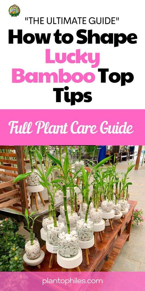 Whether you're a seasoned plant enthusiast or just starting out, learn how to give your Lucky Bamboo a unique and stylish twist. From simple curls to intricate designs, our guide will walk you through the process step by step. Bring creativity to your indoor oasis and make your Lucky Bamboo truly one-of-a-kind. How to Shape Lucky Bamboo Top Tips | lucky bamboo plants decor | how to shape lucky bamboo plant IG Photo by: abc.garden Lucky Bamboo Decor, Bamboo Plant Indoor, Lucky Bamboo Care, Bamboo Plant Decor, Indoor Bamboo Plant, Simple Curls, Bamboo Plant Care, Indoor Bamboo, Lucky Bamboo Plants