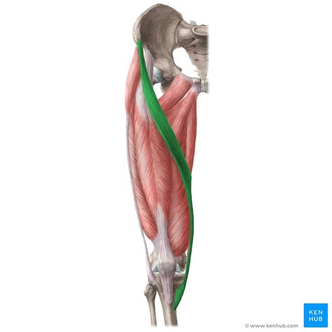 Sartorius muscle (Musculus sartorius); Image: Liene Znotina Sartorius Muscle, Hip Anatomy, Femoral Nerve, Aortic Valve Replacement, Abdominal Aorta, Leg Anatomy, Fascia Lata, Arteries And Veins, Congenital Heart Defect