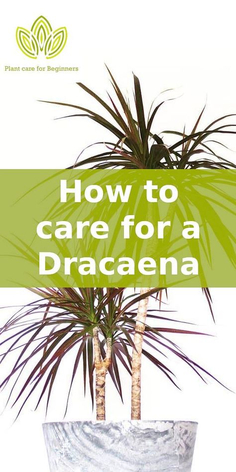 Dracaena Care, Dracaena Plant Care, Dracena Plant, Yucca Plant Care, Palm Plant Care, Palm House Plants, Indoor Plants Low Light, Dracaena Plant, Palm Tree Plant