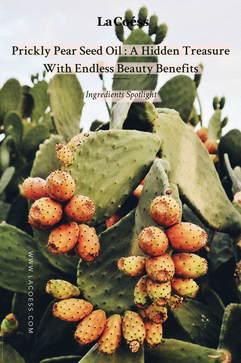 Prickly Pear Oil Benefits, Prickly Pear Cactus Recipes, Witchy Wellness, Cactus Benefits, Prickly Pear Recipes, Cactus Recipe, Farm Plants, Ranch Wife, Medicinal Oils