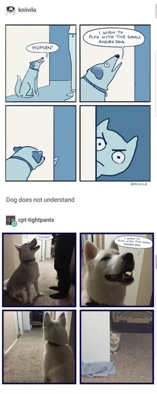 I WISH To PLAY WITH THE SmaLt ANGRY DOG. Dog does not understand – popular memes on the site ifunny.co Internet Cats, Angry Dog, Cute Comics, An Animal, On The Floor, Animal Memes, Tumblr Funny, Cute Funny Animals, Comic Strip