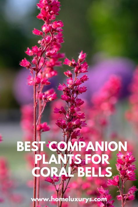 Best companion plants for coral bells: What Plants To grow & What to Avoid in your Garden The Ultimate Guide to Coral Bells from Proven Winners® in Finding the Right Plant, How to Plant, and Perennials Coral Bells Plant, Brunnera Macrophylla, Best Companion Plants, Proven Winners Perennials, Bell Gardens, Companion Plants, Coral Bells, Plants To Grow, Proven Winners