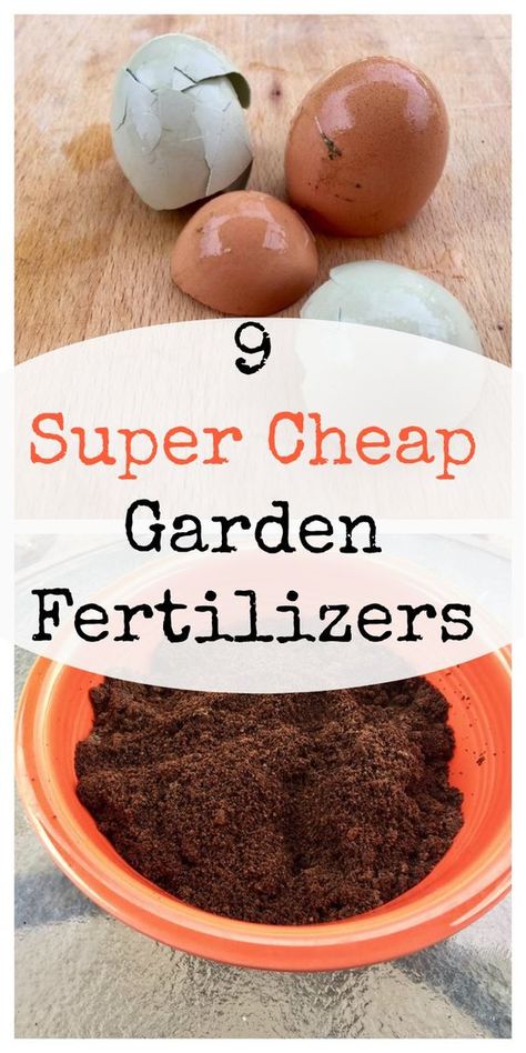 Garden Fertilizers, Cheap Garden, Organic Pesticide, Natural Fertilizer, Organic Vegetable Garden, Fertilizer For Plants, Home Vegetable Garden, Homestead Survival, Organic Gardening Tips