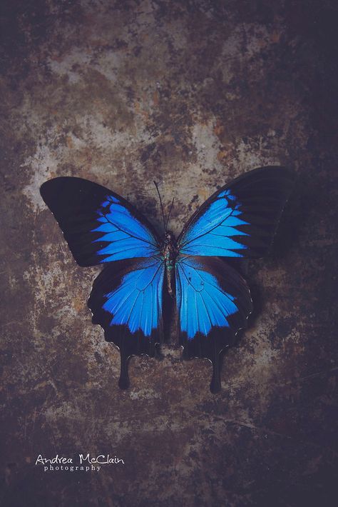 Dark Ivy, Bestie Tattoo, Rose Tattoos For Women, Blue Butterfly Wallpaper, Good Photo Editing Apps, Butterfly Background, Blue Morpho, Butterfly Illustration, Butterfly Photos