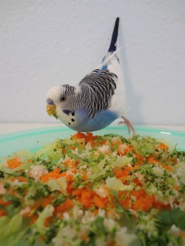 Budgie Food, Parakeet Care, Parakeet Food, Best Pet Birds, Budgie Cage, Budgie Toys, Parakeet Cage, Parrot Food, Parakeet Bird