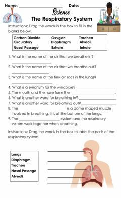 The Respiratory System Language: English Grade/level: 4-6 School subject: Science Main content: Respiratory System Other contents: Respiratory System Worksheet, Respiratory System Activities, Human Body Worksheets, Human Respiratory System, Biology Worksheet, The Respiratory System, Nursing Student Tips, Organ System, Science Worksheets