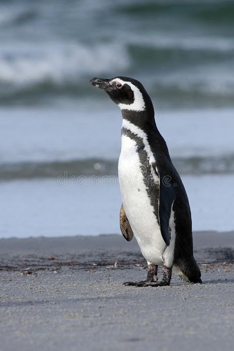 Royal Penguin, Macaroni Penguin, Humboldt Penguin, Magellanic Penguin, Penguin Images, African Penguin, Penguin Love, Falkland Islands, Baby Penguins