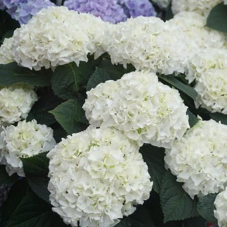 Everlasting® Bride White Hydrangea Shrubs for Sale | FastGrowingTrees.com Hydrangea Shade, Landscape Shrubs, Mophead Hydrangea, Hydrangea Shrub, Privacy Trees, Fast Growing Trees, Bath Ideas, Unique Trees, Shade Trees