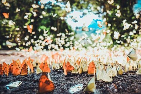 Cuc Phuong National Park – Major Attraction in Ninh Binh Province Cuc Phuong National Park, Visit Vietnam, North Vietnam, Travel Magazine, One Day Trip, Vietnam Travel, Activities To Do, Colorful Butterflies, Most Romantic