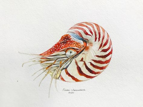 Nautilus Drawing, Drawing On Watercolor, Artfully Walls, White Nature, Artist Wall, Gallery Wall Decor, Still Life Art, Watercolor Drawing, Wall Gallery