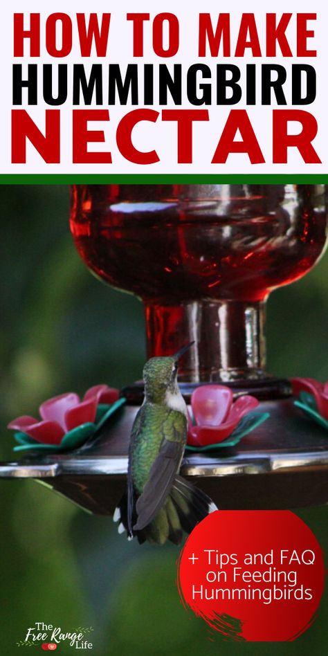 Home Made Hummingbird Nectar, Hummingbird Feeders Unique, How To Make Hummingbird Nectar, Hummingbird Feeder Food, What To Feed Hummingbirds, Hummingbird Feeder Recipe, Homemade Hummingbird Nectar, Homemade Hummingbird Food, Hummingbird Nectar Recipe